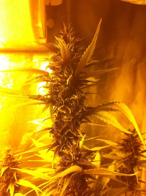 Grow-Report Buddha Purple Kush, Woche 8, Foto 4
