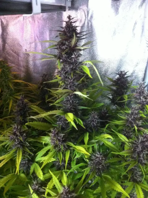 Grow-Report Buddha Purple Kush, Woche 9, Foto 1