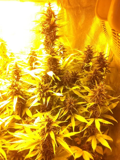Grow-Report Buddha Purple Kush, Woche 9, Foto 2