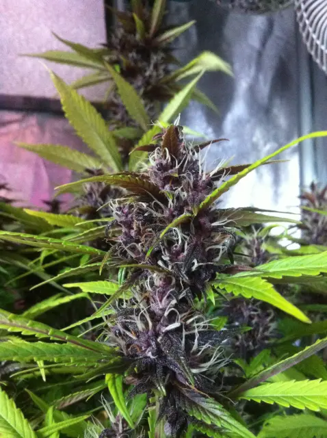 Grow-Report Buddha Purple Kush, Woche 9, Foto 3