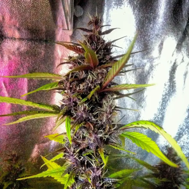 Grow-Report Buddha Purple Kush, Woche 9, Foto 4