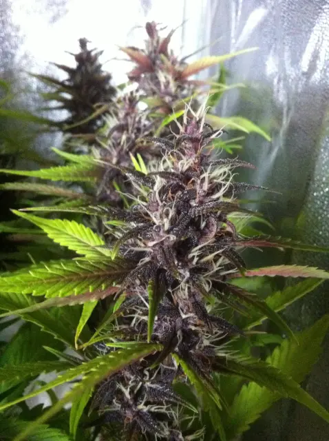 Grow-Report Buddha Purple Kush, Woche 9, Foto 5