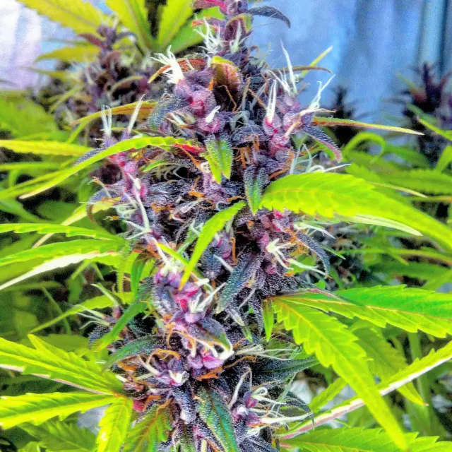 Grow-Report Buddha Purple Kush, Woche 9, Foto 6