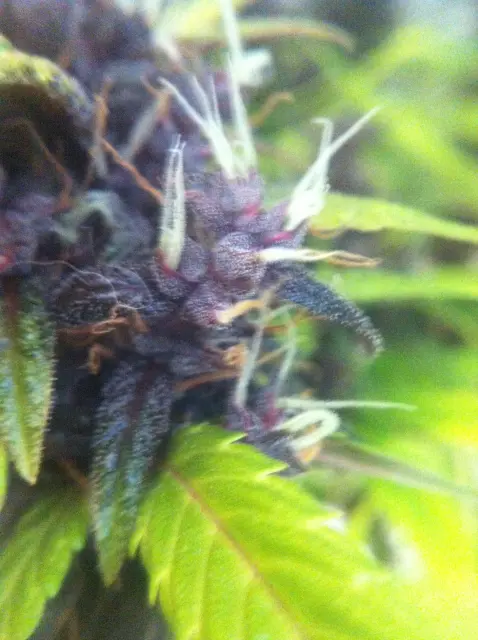 Grow-Report Buddha Purple Kush, Woche 9, Foto 7