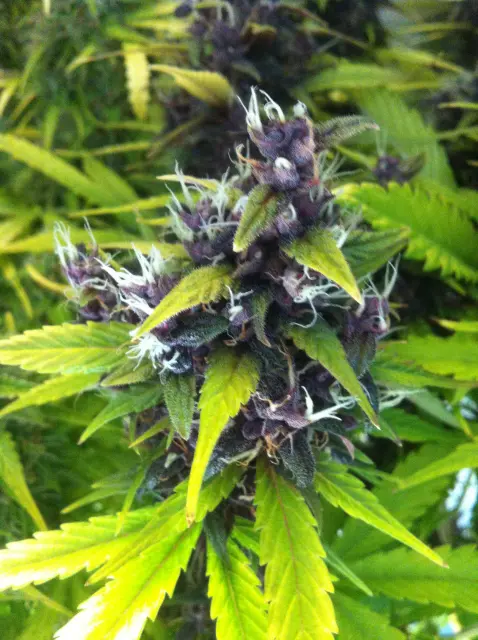 Grow-Report Buddha Purple Kush, Woche 9, Foto 8