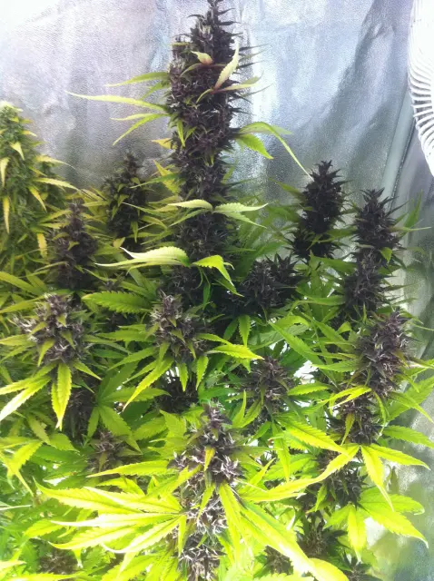 Grow-Report Buddha Purple Kush, Woche 9, Foto 9