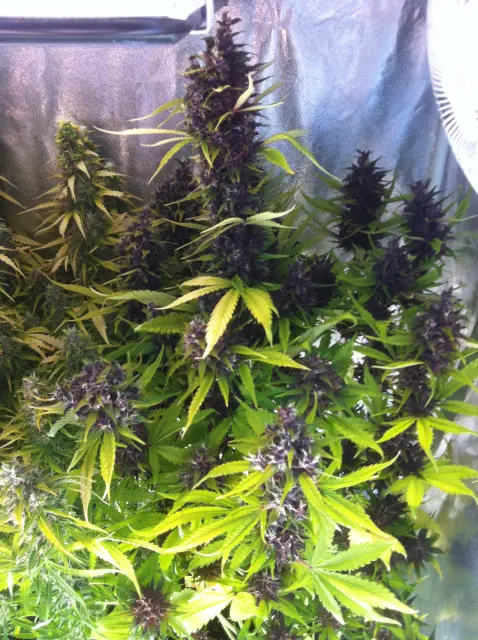 Grow-Report Buddha Purple Kush, Woche 10, Foto 1