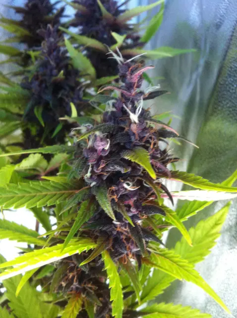 Grow-Report Buddha Purple Kush, Woche 10, Foto 2