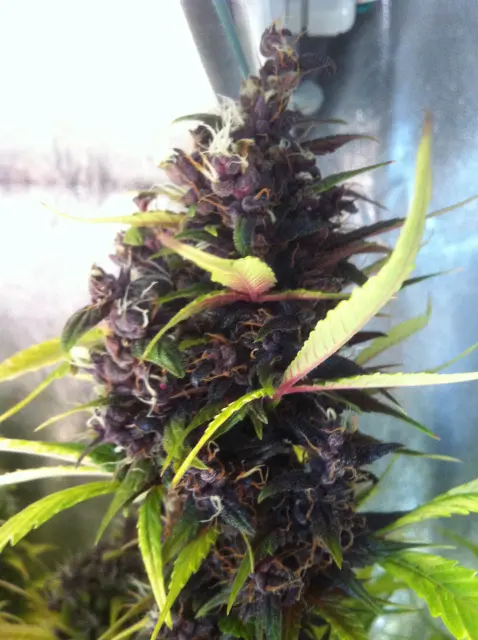 Grow-Report Buddha Purple Kush, Woche 10, Foto 3