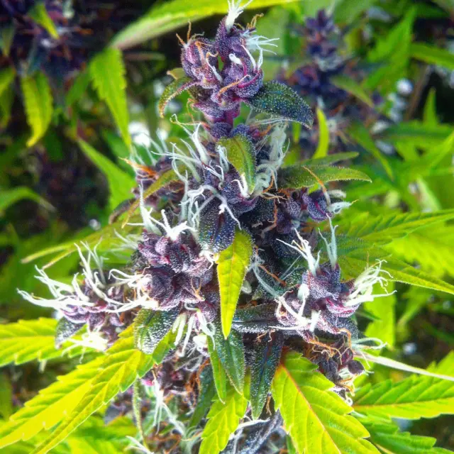 Grow-Report Buddha Purple Kush, Woche 10, Foto 4