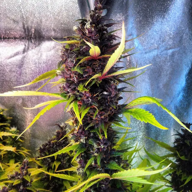 Grow-Report Buddha Purple Kush, Woche 10, Foto 5