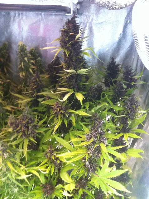 Grow-Report Buddha Purple Kush, Woche 11, Foto 1