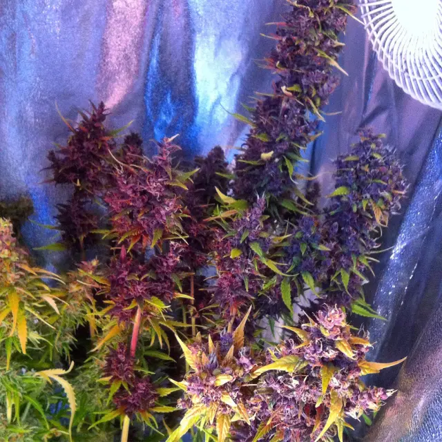 Grow-Report: Buddha Purple Kush
