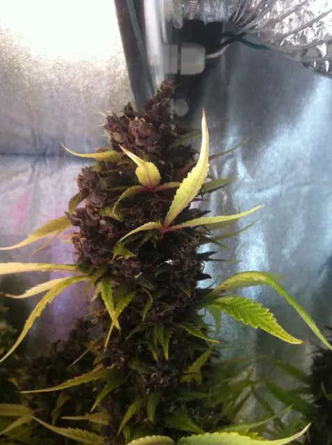 Grow-Report Buddha Purple Kush, Woche 11, Foto 2