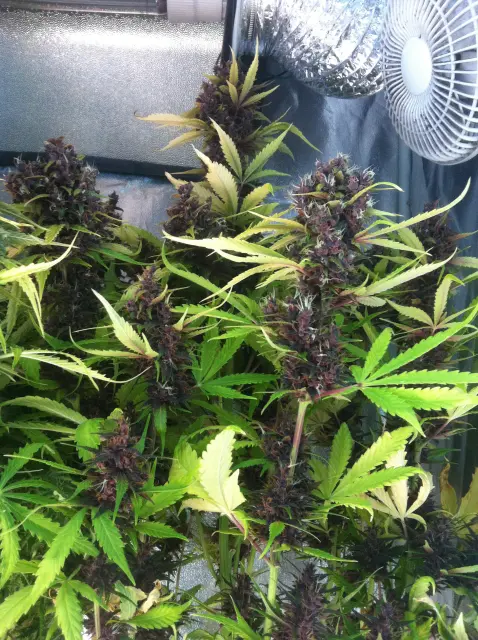 Grow-Report Buddha Purple Kush, Woche 11, Foto 3