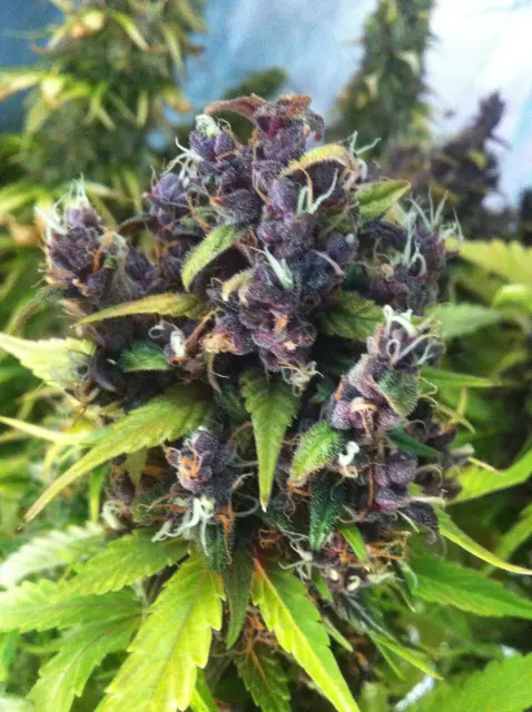 Grow-Report Buddha Purple Kush, Woche 11, Foto 4