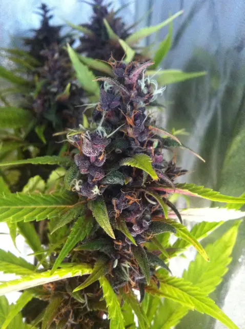 Grow-Report Buddha Purple Kush, Woche 11, Foto 5