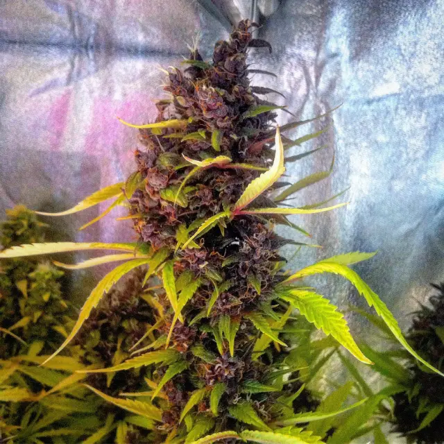 Grow-Report Buddha Purple Kush, Woche 11, Foto 6