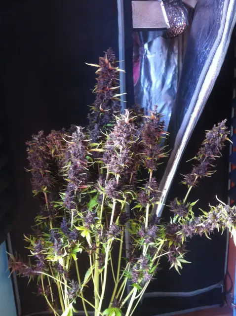 Grow-Report Buddha Purple Kush, Woche 11, Foto 7