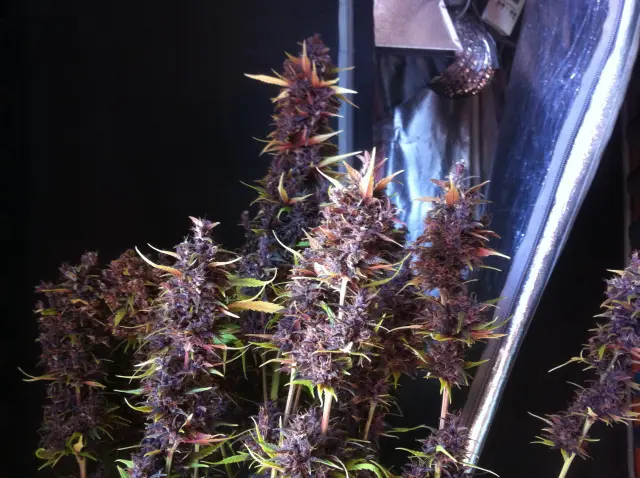 Grow-Report Buddha Purple Kush, Woche 11, Foto 8
