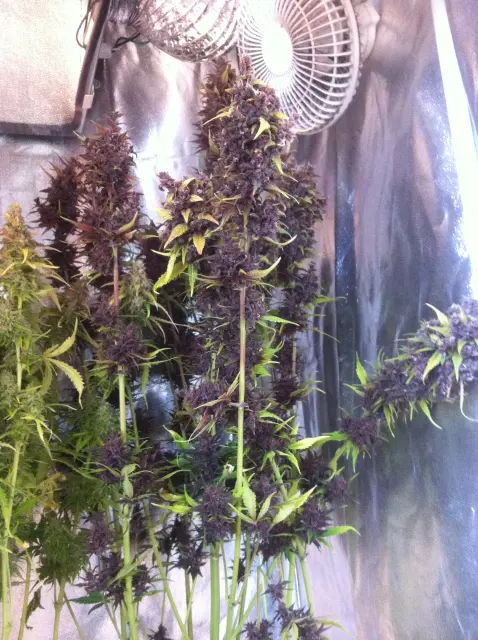 Grow-Report Buddha Purple Kush, Woche 11, Foto 9