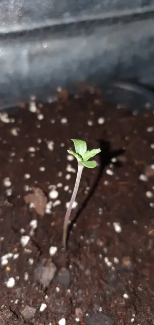 Grow-Report Kritikal Bilbo Auto, Woche 1, Foto 1