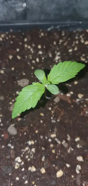 Grow-Report Kritikal Bilbo Auto, Woche 1, Foto 2