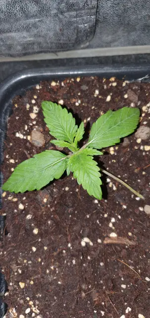 Grow-Report Kritikal Bilbo Auto, Woche 2, Foto 1