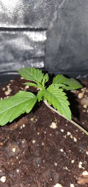 Grow-Report Kritikal Bilbo Auto, Woche 2, Foto 2