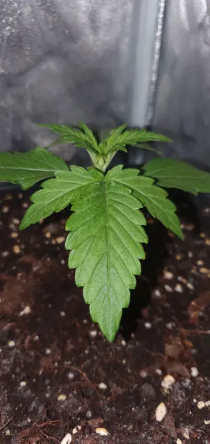 Grow-Report Kritikal Bilbo Auto, Woche 2, Foto 3