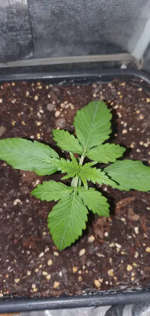 Grow-Report Kritikal Bilbo Auto, Woche 2, Foto 4