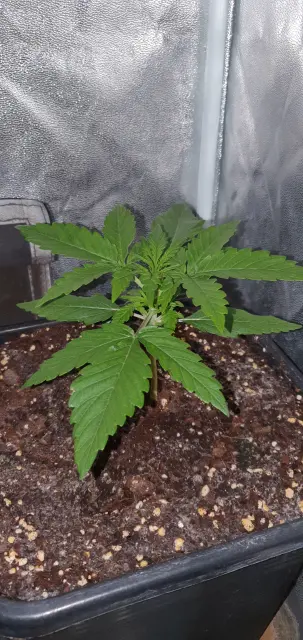 Grow-Report Kritikal Bilbo Auto, Woche 2, Foto 5