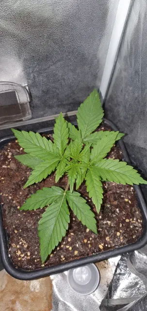 Grow-Report Kritikal Bilbo Auto, Woche 2, Foto 6