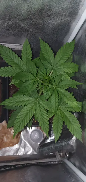 Grow-Report Kritikal Bilbo Auto, Woche 3, Foto 1
