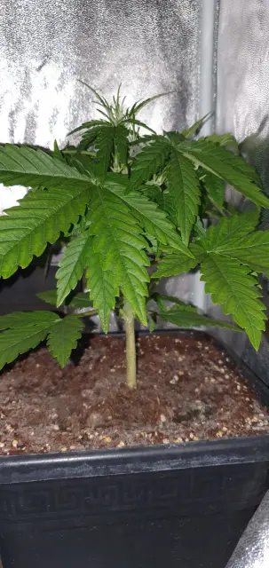 Grow-Report Kritikal Bilbo Auto, Woche 3, Foto 2