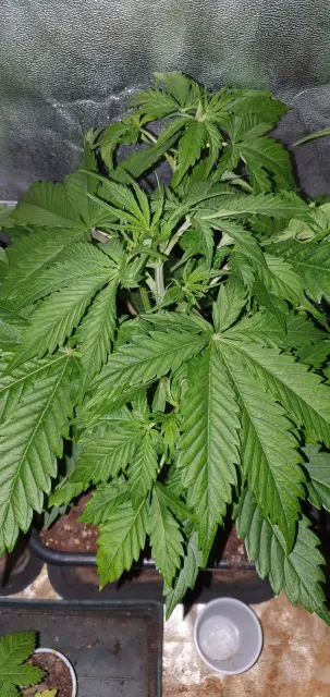 Grow-Report Kritikal Bilbo Auto, Woche 4, Foto 1