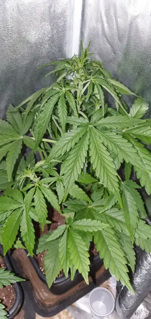 Grow-Report Kritikal Bilbo Auto, Woche 4, Foto 2
