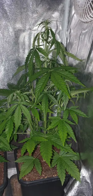 Grow-Report Kritikal Bilbo Auto, Woche 4, Foto 3