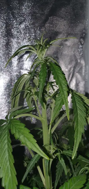 Grow-Report Kritikal Bilbo Auto, Woche 4, Foto 4
