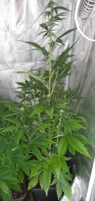 Grow-Report Kritikal Bilbo Auto, Woche 5, Foto 1