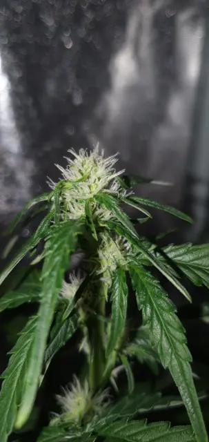 Grow-Report Kritikal Bilbo Auto, Woche 5, Foto 2