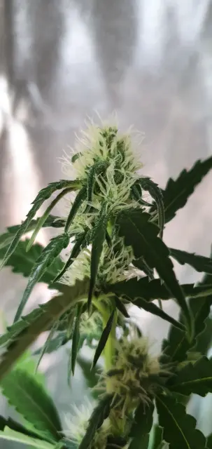 Grow-Report Kritikal Bilbo Auto, Woche 5, Foto 3