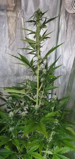 Grow-Report Kritikal Bilbo Auto, Woche 5, Foto 4