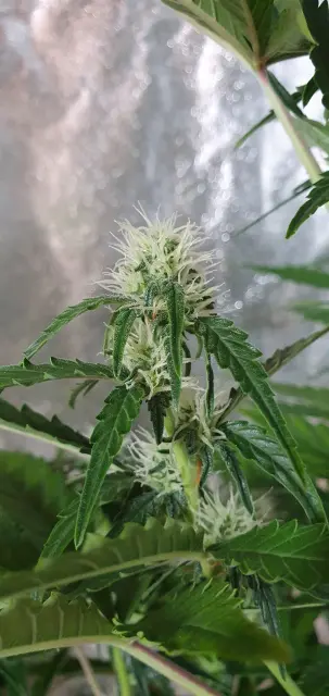 Grow-Report Kritikal Bilbo Auto, Woche 5, Foto 5