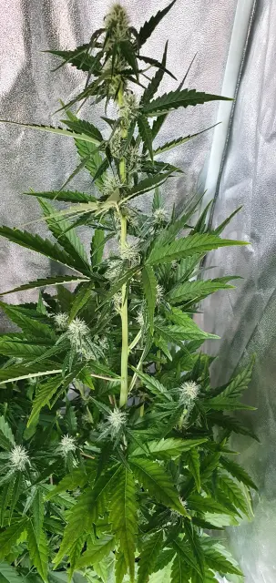 Grow-Report Kritikal Bilbo Auto, Woche 5, Foto 6