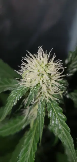 Grow-Report Kritikal Bilbo Auto, Woche 5, Foto 7