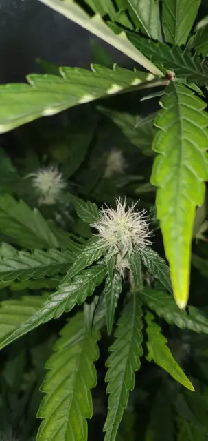 Grow-Report Kritikal Bilbo Auto, Woche 5, Foto 8