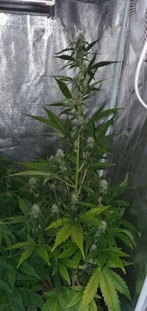 Grow-Report Kritikal Bilbo Auto, Woche 6, Foto 1