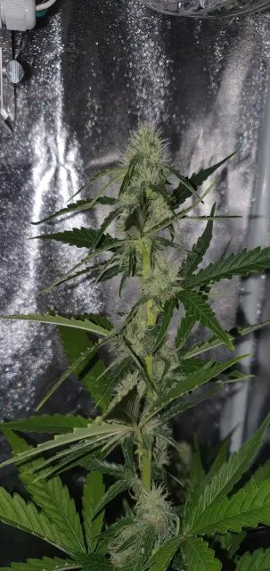Grow-Report Kritikal Bilbo Auto, Woche 6, Foto 2
