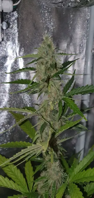 Grow-Report Kritikal Bilbo Auto, Woche 7, Foto 1